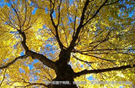 波莫納學(xué)院錄取難度解析