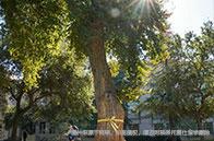 麥吉爾大學(xué)畢業(yè)率高嗎？加拿大第一！