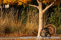 哈佛大學2025世界排名怎么樣？穩坐第4