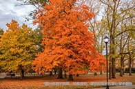 再爆！布朗大學繼續(xù)保持ED早申政策！