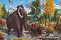 UNC教堂山分校招生偏好